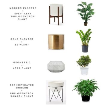 Homely Plants