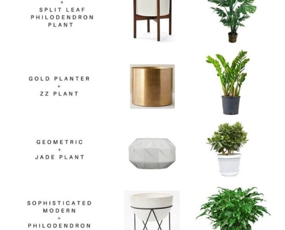 Homely Plants